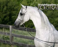 stallion MB Mistaz ox (Arabian thoroughbred, 1993, from Ibn Safinaz EAO)