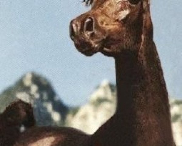 broodmare Imperial Saahoura ox (Arabian thoroughbred, 1989, from Ibn Safinaz EAO)