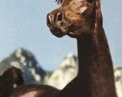 broodmare Imperial Saahoura ox (Arabian thoroughbred, 1989, from Ibn Safinaz EAO)