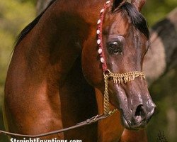 stallion Imperial Saturn ox (Arabian thoroughbred, 1991, from Ibn Safinaz EAO)