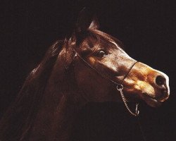 broodmare Falima 1965 ox (Arabian thoroughbred, 1965, from Ansata Ibn Halima 1958 EAO)