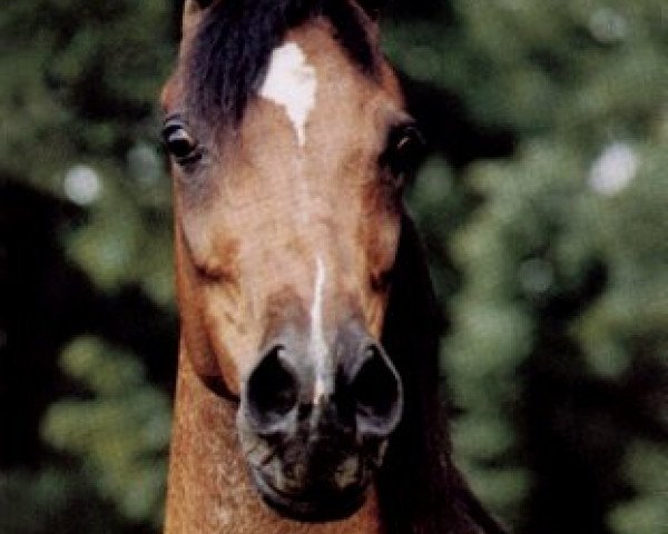 broodmare Ansata Nile Mist ox (Arabian thoroughbred, 1973, from Ansata Ibn Sudan ox)