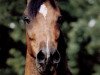 broodmare Ansata Nile Mist ox (Arabian thoroughbred, 1973, from Ansata Ibn Sudan ox)