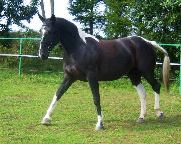 Pferd Rakieta (Polnisches Warmblut, 2008, von Harcap)
