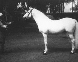 stallion Rascheed EAO (Arabian thoroughbred, 1917, from Jamil 1896 RAS)