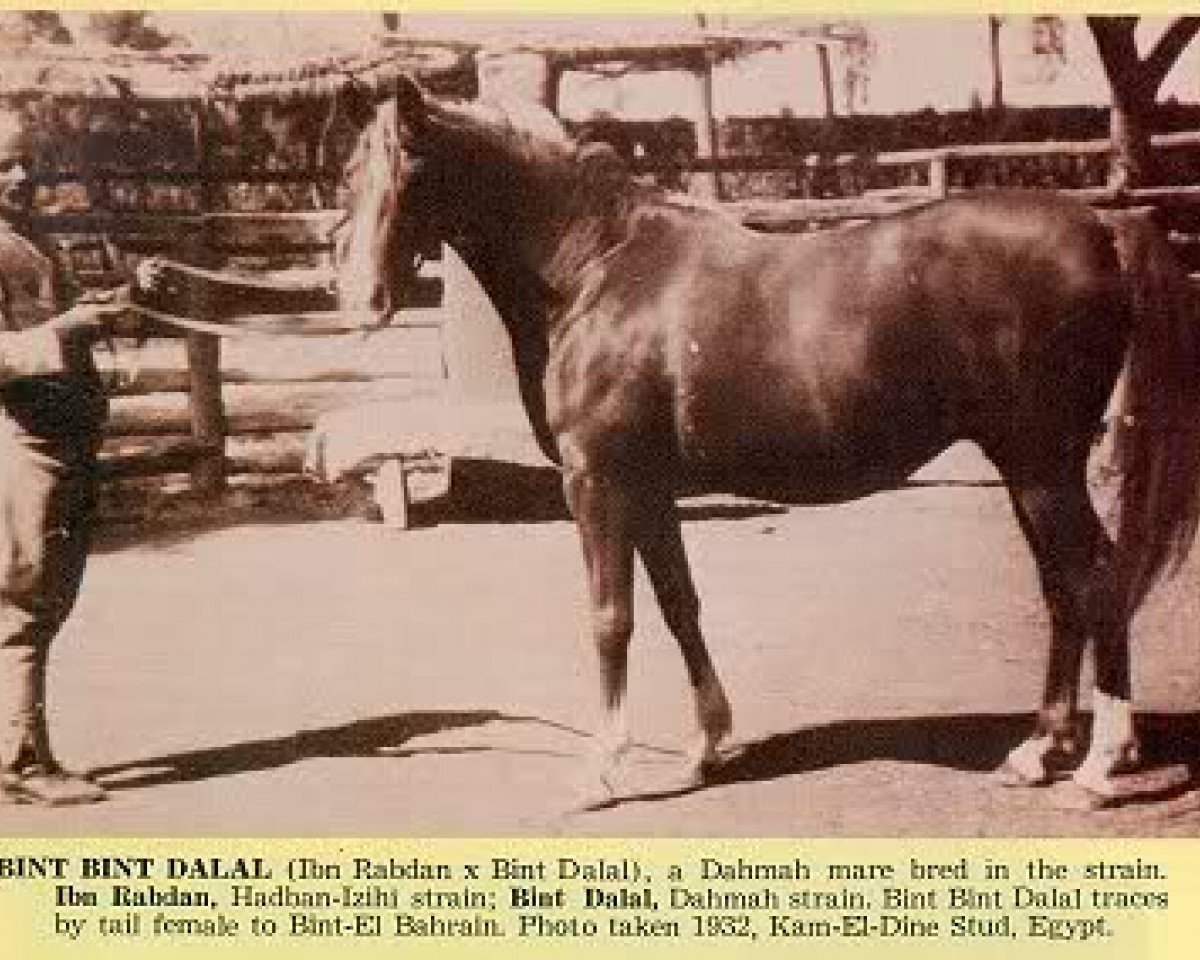 broodmare Bint Bint Dalal RAS (Arabian purebred, 1926, from Ibn Rabdan 1917 RAS)