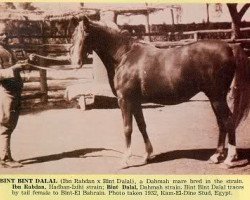 broodmare Bint Bint Dalal RAS (Arabian thoroughbred, 1926, from Ibn Rabdan 1917 RAS)