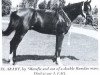 stallion El Araby EAO (Arabian thoroughbred, 1962, from Morafic 1956 EAO)