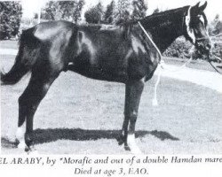 stallion El Araby EAO (Arabian thoroughbred, 1962, from Morafic 1956 EAO)