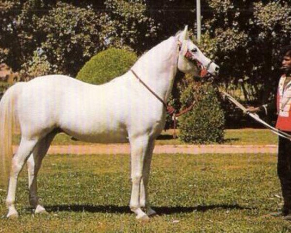 stallion Akhtal EAO (Arabian thoroughbred, 1968, from Amrulla EAO)