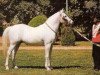 stallion Akhtal EAO (Arabian thoroughbred, 1968, from Amrulla EAO)