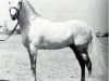 stallion Gamil III RAS (Arabian thoroughbred, 1924, from Gamil Manial 1912 RAS)