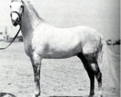 stallion Gamil III RAS (Arabian thoroughbred, 1924, from Gamil Manial 1912 RAS)