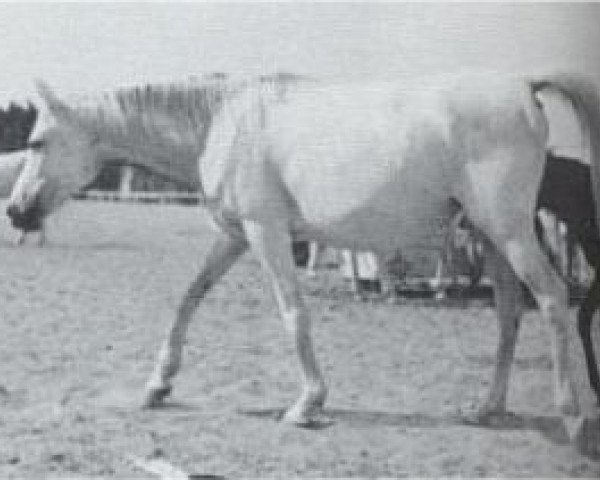 broodmare Tahia RAS (Arabian thoroughbred, 1952, from Gassir 1941 RAS)