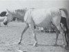broodmare Tahia RAS (Arabian thoroughbred, 1952, from Gassir 1941 RAS)