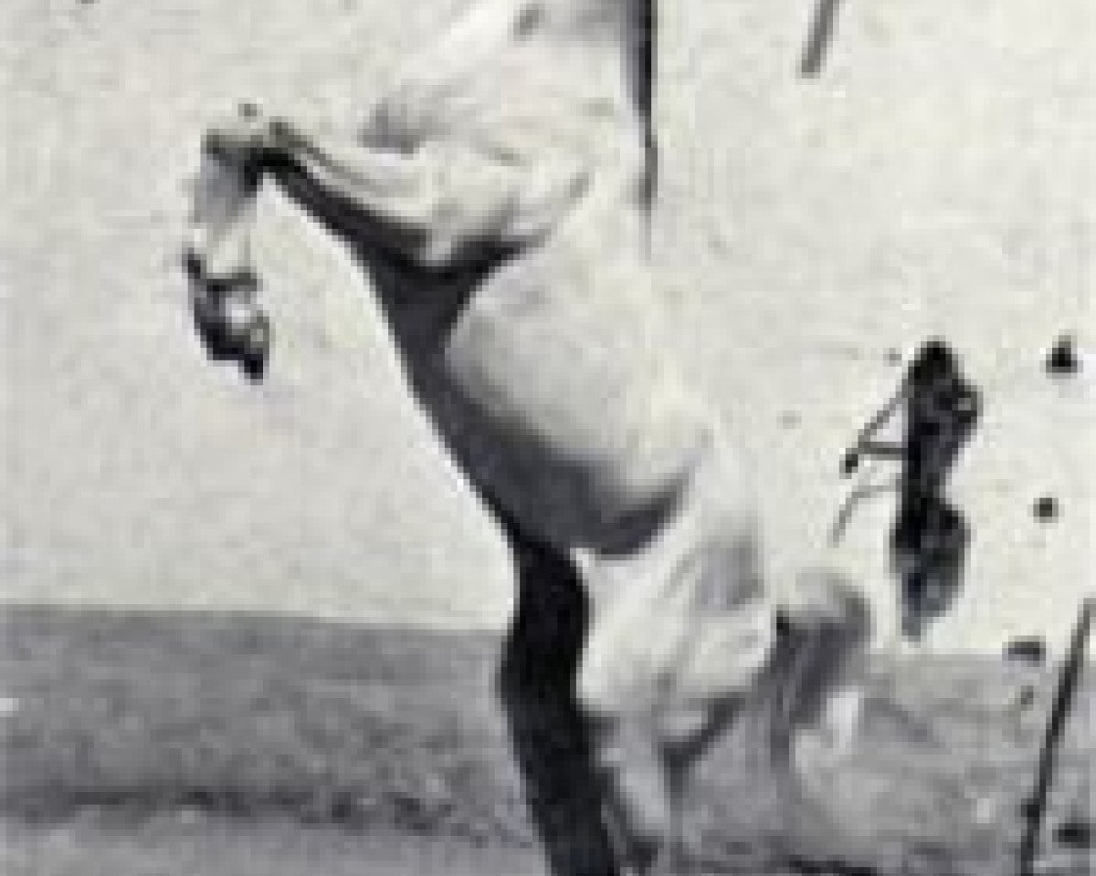 stallion Amrulla EAO (Arabian purebred, 1955, from Sid Abouhom 1936 RAS)