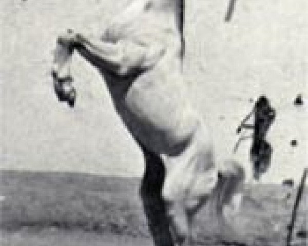 stallion Amrulla EAO (Arabian thoroughbred, 1955, from Sid Abouhom 1936 RAS)