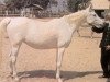 broodmare Abla RAS (Arabian thoroughbred, 1953, from Nazeer 1934 RAS)