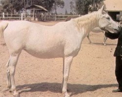 broodmare Abla RAS (Arabian thoroughbred, 1953, from Nazeer 1934 RAS)