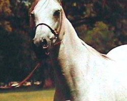 broodmare Nagat EAO (Arabian thoroughbred, 1960, from Anter 1946 EAO)