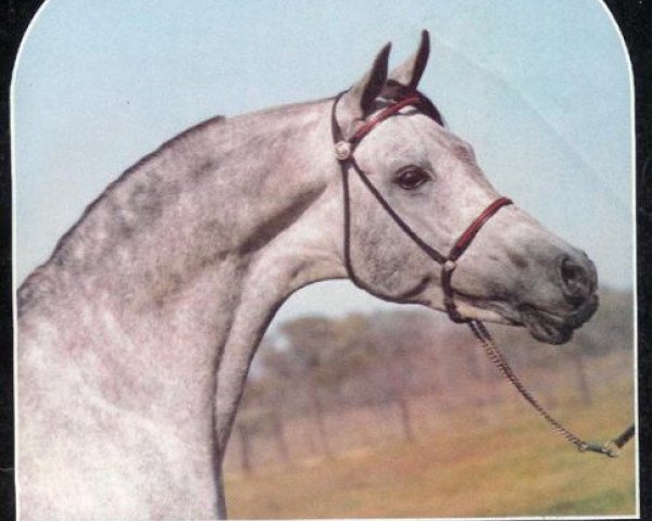 stallion AK Shahm EAO (Arabian thoroughbred, 1966, from Gassir 1941 RAS)
