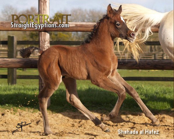 horse Shahada Al Hafez ox (Arabian thoroughbred, 2008, from Imperial Bisaam ox)