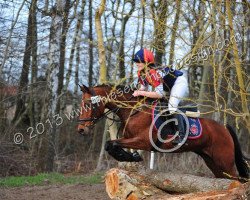 jumper Dandini (German Riding Pony, 1997, from Durello)