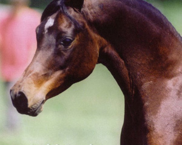 Zuchtstute Imperial Mistilll EAO (Vollblutaraber, 1984, von Jamil ox)