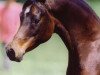 broodmare Imperial Mistilll EAO (Arabian thoroughbred, 1984, from Jamil ox)