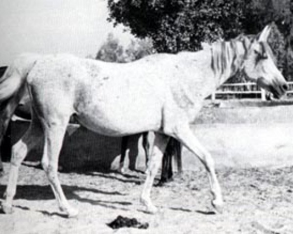 Zuchtstute Shabaa EAO (Vollblutaraber, 1951, von Hamdan 1936 RAS)