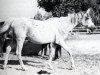 broodmare Shabaa EAO (Arabian thoroughbred, 1951, from Hamdan 1936 RAS)