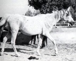 broodmare Shabaa EAO (Arabian thoroughbred, 1951, from Hamdan 1936 RAS)