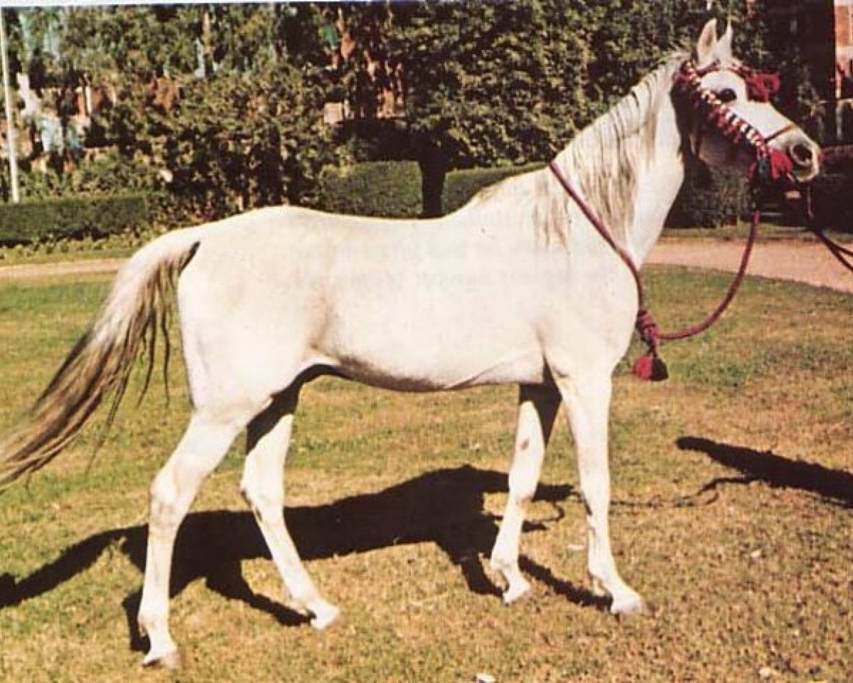 stallion Seef EAO (Arabian purebred, 1959, from Mashhour 1941 RAS)