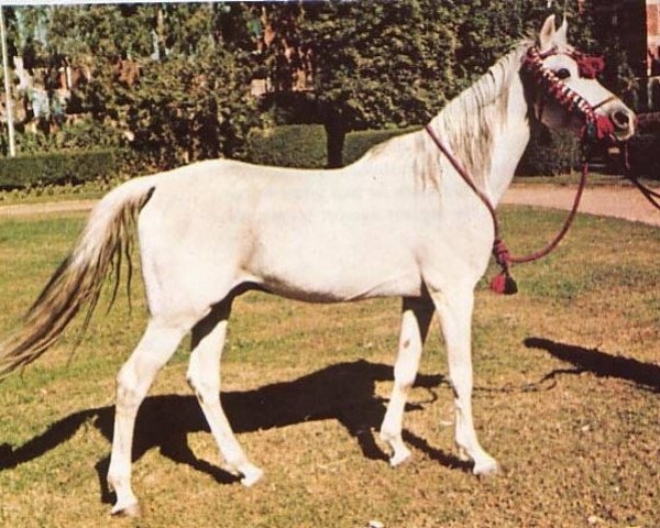 stallion Seef EAO (Arabian thoroughbred, 1959, from Mashhour 1941 RAS)