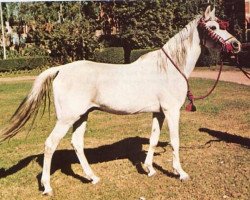 stallion Seef EAO (Arabian thoroughbred, 1959, from Mashhour 1941 RAS)