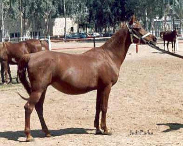 Zuchtstute Safinaz EAO (Vollblutaraber, 1970, von Alaa El Din 1956 EAO)