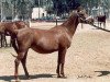 broodmare Safinaz EAO (Arabian thoroughbred, 1970, from Alaa El Din 1956 EAO)