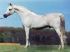 stallion Ibn Safinaz EAO (Arabian thoroughbred, 1981, from Seef EAO)