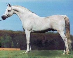 stallion Ibn Safinaz EAO (Arabian thoroughbred, 1981, from Seef EAO)