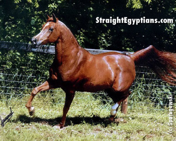 broodmare Serenity Sonbolah EAO (Arabian thoroughbred, 1967, from Sameh 1945 RAS)