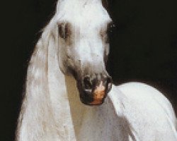 broodmare Imperial Sonbesjul EAO (Arabian thoroughbred, 1979, from Hossny EAO)