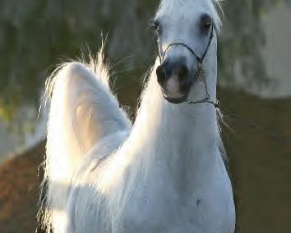 stallion Imperial Al Kamar EAO (Arabian thoroughbred, 1987, from El Hilal ox)