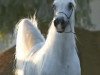 stallion Imperial Al Kamar EAO (Arabian thoroughbred, 1987, from El Hilal ox)