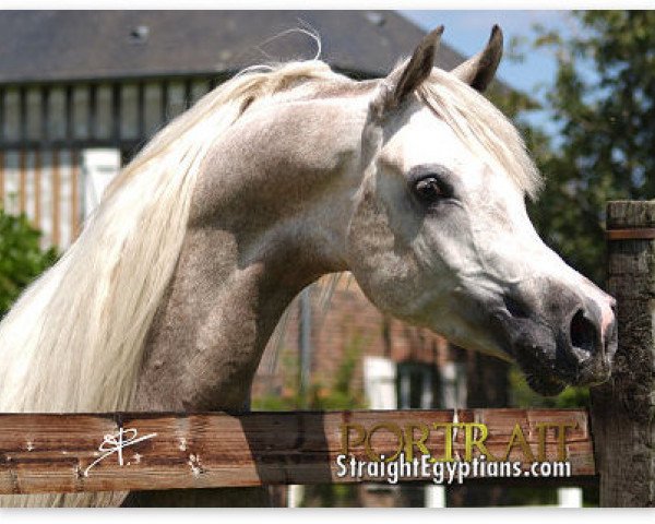 stallion Imperial Bisaam ox (Arabian thoroughbred, 2004, from Imperial Baarez ox)