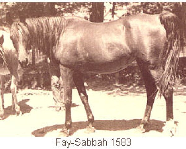 Zuchtstute Fay-Sabbah EAO (Vollblutaraber, 1938, von Fay El Dine 1934 ox)