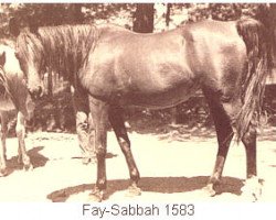 broodmare Fay-Sabbah EAO (Arabian thoroughbred, 1938, from Fay El Dine 1934 ox)