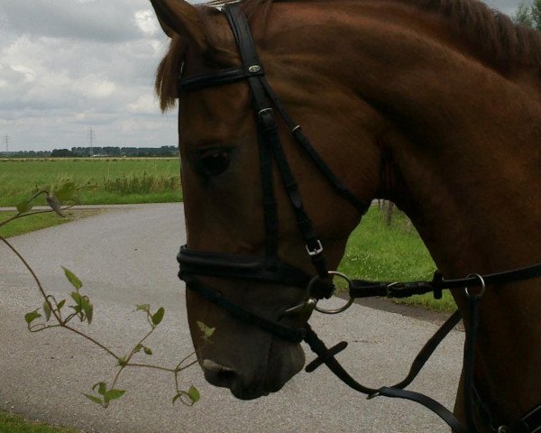 Springpferd Cadette 2 (Koninklijk Warmbloed Paardenstamboek Nederland (KWPN), 2007, von Kojak)