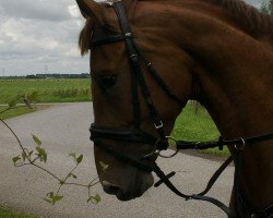 jumper Cadette 2 (KWPN (Royal Dutch Sporthorse), 2007, from Kojak)