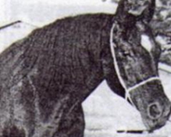 Zuchtstute Roufina ox (Vollblutaraber, 1965, von Fa-Serr ox)