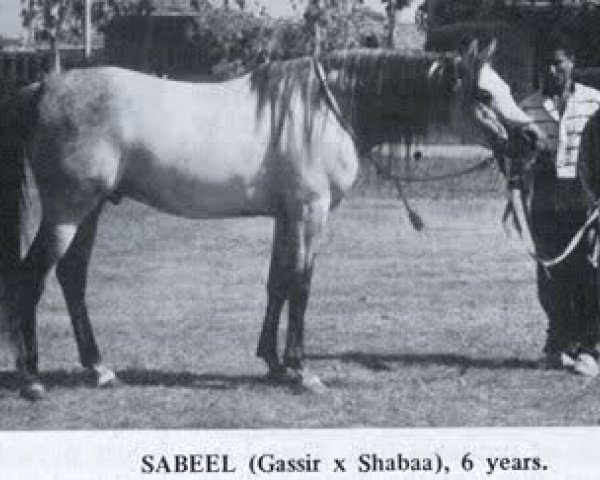 Deckhengst Sabeel EAO (Vollblutaraber, 1967, von Gassir 1941 RAS)
